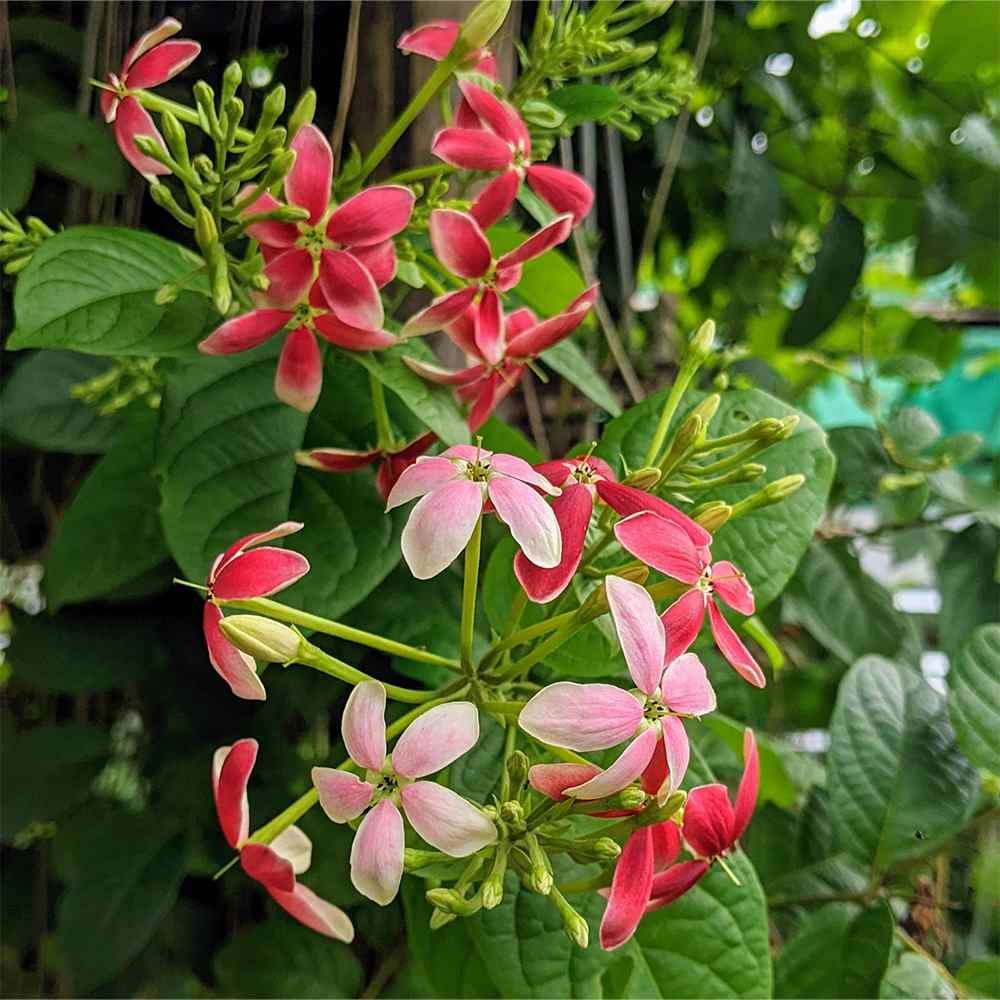 Madhumalti Creeper Plant